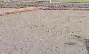 DIJUAL TANAH PEKARANGAN VIEW SAWAH MURAH, COCOK HUNIAN/INVES, JK11545