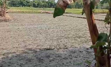 DIJUAL TANAH PEKARANGAN VIEW SAWAH MURAH, COCOK HUNIAN/INVES, JK11545