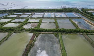Tanah Baru Kawasan Tambak Udang Terpadu Lokasi di Desa Lamurukung