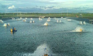 Tanah Baru Kawasan Tambak Udang Terpadu Lokasi di Desa Lamurukung