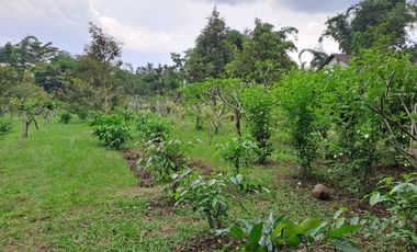 Dijual Tanah Kebun Sudah ada Rumah di Yogyakarta, Hunian Asri Cantik