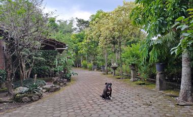 Dijual Tanah Kebun Sudah ada Rumah di Yogyakarta, Hunian Asri Cantik
