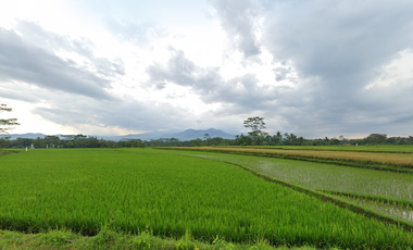 Dijual Sawah Tepi Jalan Sindas, Legalitas SHM Cocok Investasi