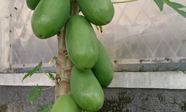 Rumah baru ada taman 2 lantai  oktorina asri cipanas cianjur