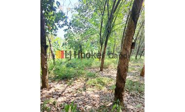 Kavling di Plelen Gringsing Batang Jawa Tengah