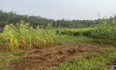 Tanah di Desa ciburuy,Lebak, rangkasbitung