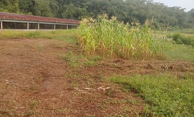 Tanah di Desa ciburuy,Lebak, rangkasbitung