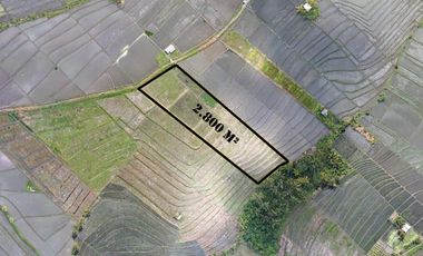 2800 m2 LEASEhold dket Kedungu & Tanah Lot Direct Owner