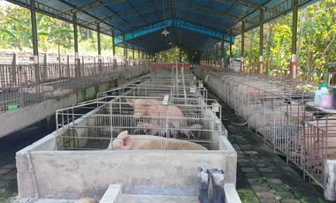 Dijual Tanah dan Bangunan untuk Bisnis Peternakan di Melaya Jembrana Bali