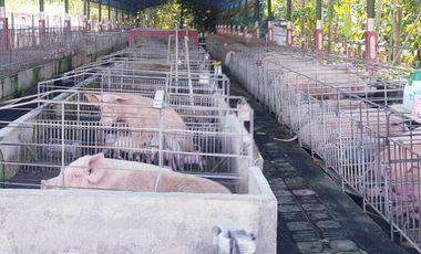 Dijual Tanah dan Bangunan untuk Bisnis Peternakan di Melaya Jembrana Bali