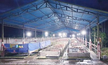 Dijual Tanah dan Bangunan untuk Bisnis Peternakan di Melaya Jembrana Bali