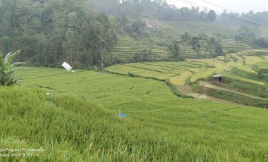 SAWAH PALING BAGUS 3X PANEN || AIR MENGALIR. BAGUS JUGA BUAT VILA