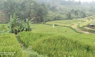 SAWAH PALING BAGUS 3X PANEN || AIR MENGALIR. BAGUS JUGA BUAT VILA