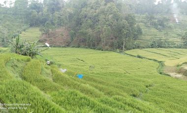SAWAH PALING BAGUS 3X PANEN || AIR MENGALIR. BAGUS JUGA BUAT VILA