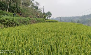 SAWAH PALING BAGUS 3X PANEN || AIR MENGALIR. BAGUS JUGA BUAT VILA