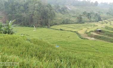 SAWAH PALING BAGUS 3X PANEN || AIR MENGALIR. BAGUS JUGA BUAT VILA