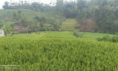 SAWAH PALING BAGUS 3X PANEN || AIR MENGALIR. BAGUS JUGA BUAT VILA