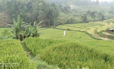 SAWAH PALING BAGUS 3X PANEN || AIR MENGALIR. BAGUS JUGA BUAT VILA