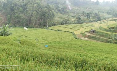 SAWAH PALING BAGUS 3X PANEN || AIR MENGALIR. BAGUS JUGA BUAT VILA