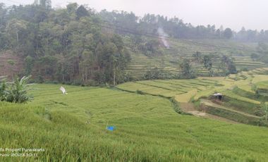 SAWAH PALING BAGUS 3X PANEN || AIR MENGALIR. BAGUS JUGA BUAT VILA