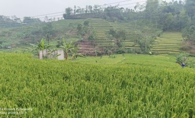 SAWAH PALING BAGUS 3X PANEN || AIR MENGALIR. BAGUS JUGA BUAT VILA