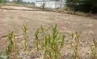 Jual murah lahan  d  Gresik bagus untuk.perumahan ,gudang .& lain