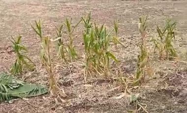 Jual murah lahan  d  Gresik bagus untuk.perumahan ,gudang .& lain