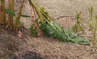 Jual murah lahan  d  Gresik bagus untuk.perumahan ,gudang .& lain