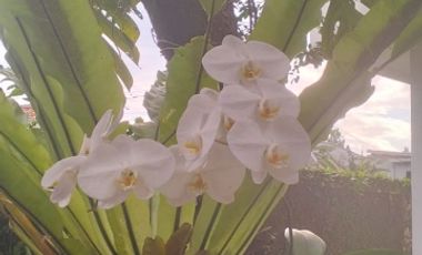 Di Jual Rumah rasa Villa di Mulyaharja,Bogor Selatan.