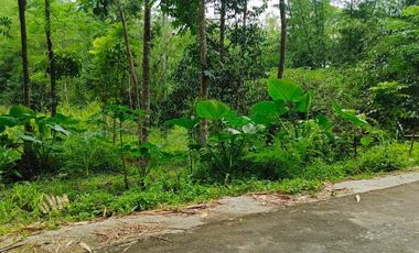 Disewakan Lahan Murah 1,5ha Cangkringan