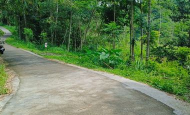 Disewakan Lahan Murah 1,5ha Cangkringan