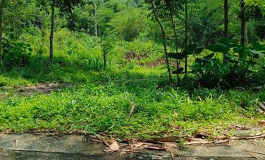 Disewakan Lahan Murah 1,5ha Cangkringan