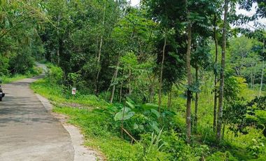 Disewakan Lahan Murah 1,5ha Cangkringan