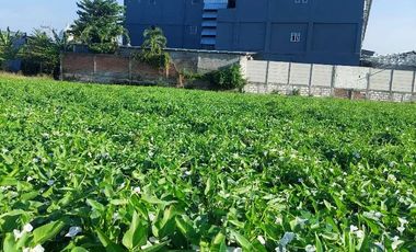 Tanah sawah dekat jalan raya & rmh sakit walisongo