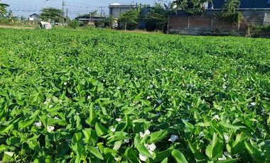 Tanah sawah dekat jalan raya & rmh sakit walisongo
