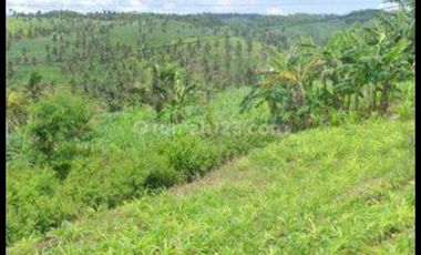 Tulung agung, Kebun kelapa, siap panen