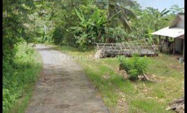 Tulung agung, Kebun kelapa, siap panen
