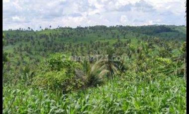 Tulung agung, Kebun kelapa, siap panen