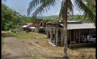 Tulung agung, Kebun kelapa, siap panen