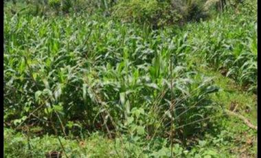 Tulung agung, Kebun kelapa, siap panen