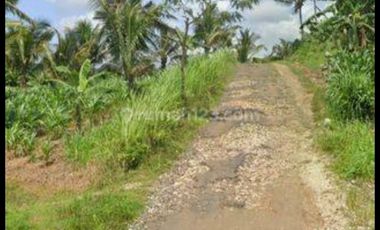 Tulung agung, Kebun kelapa, siap panen
