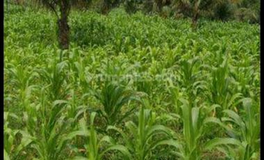 Tulung agung, Kebun kelapa, siap panen