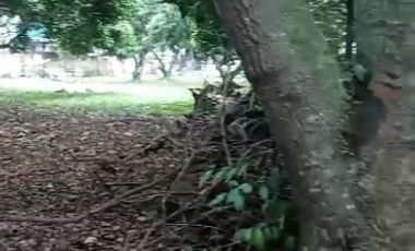 Tanah SHM Pinggir Jl raya Limo Depok dekat PINTU TOL BSD & Antasari