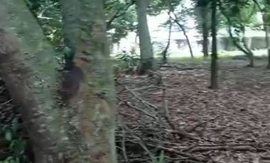 Tanah SHM Pinggir Jl raya Limo Depok dekat PINTU TOL BSD & Antasari