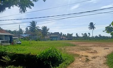 Disewakan tanah 1,6 ha lebar 54m datar pinggir jalan poros Lamaru