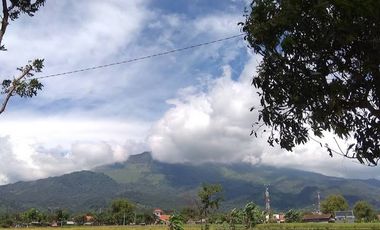 DI JUAL PABRIK MINUMAN TEH BOTOL KEMASAN AKTIF WISATA PACET