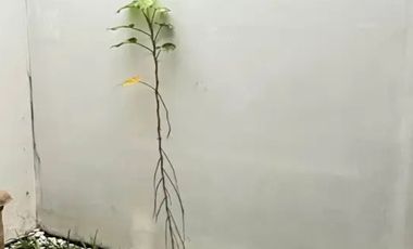 RUMAH MURAH KOMPLEK BUNISARI ANTAPANI BANDUNG TIMUR