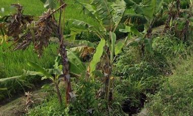 Disewakan Tanah Lokasi Strategis View Sawah di Jl. Kaba-Kaba, Tabanan