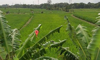Disewakan Tanah Lokasi Strategis View Sawah di Jl. Kaba-Kaba, Tabanan