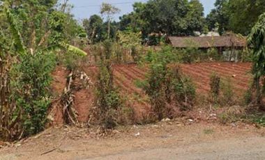 Tanah luas 120 HA harga 750 ribu permeter di Panceng, Kabupaten Gresik